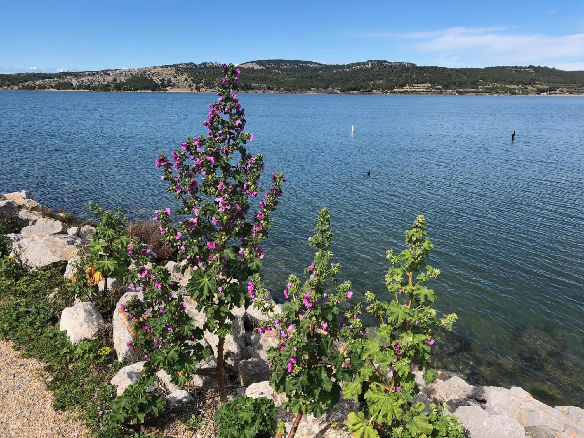 Gruissan Appartement Calme, Vue Sur Port De Plaisance -Clim, Empl.Parking Luaran gambar